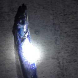 嬉しいタチウオ