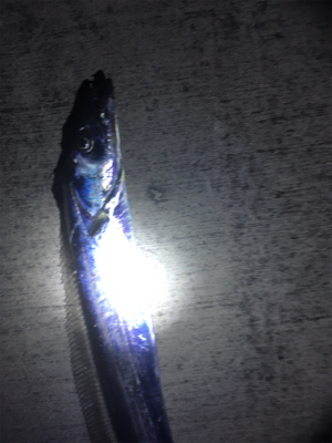 嬉しいタチウオ