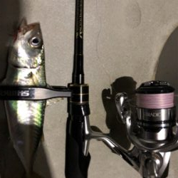 アジング   良型アジ激減