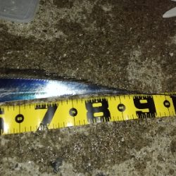 ドラゴン取ったどぉ