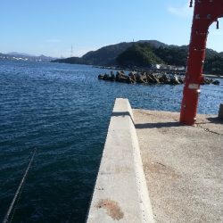 アオリイカ不発