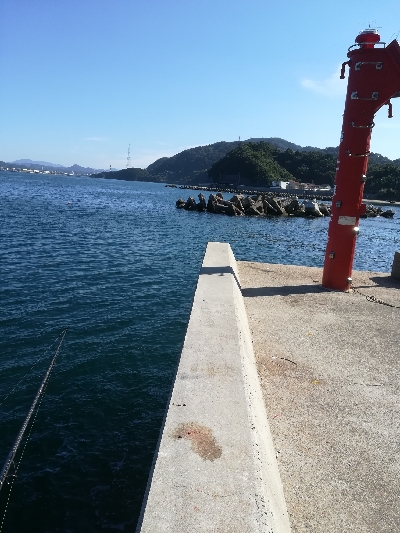 アオリイカ不発