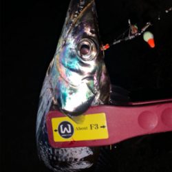 今季初物ドラゴン！