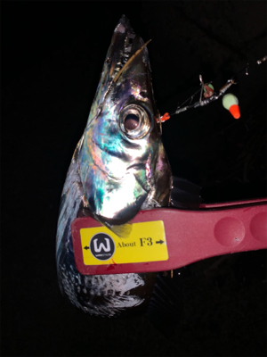 今季初物ドラゴン！