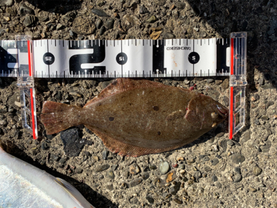 泉佐野一文字リベンジ！