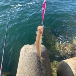 朝まづめタチウオ釣りから青物釣り