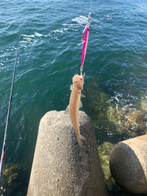 朝まづめタチウオ釣りから青物釣り