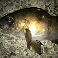 メバリング釣行