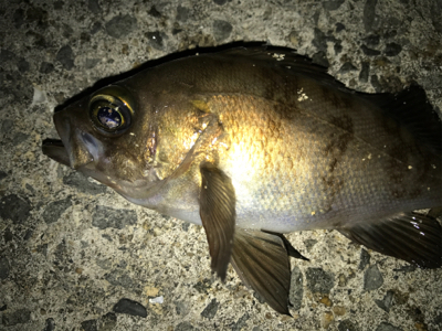 メバリング釣行