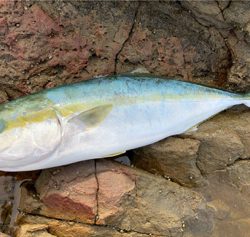 トップでハマチ