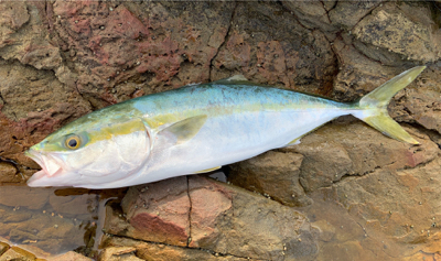 トップでハマチ