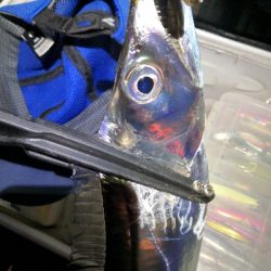 ドラゴンゲット