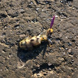 ランガンエギング