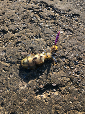 ランガンエギング