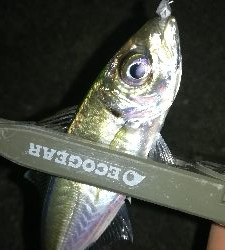 ナイトアジング