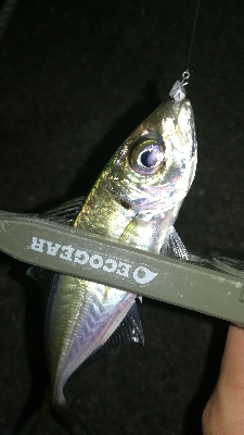 ナイトアジング