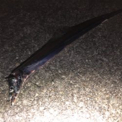 ホームのタッチー調査