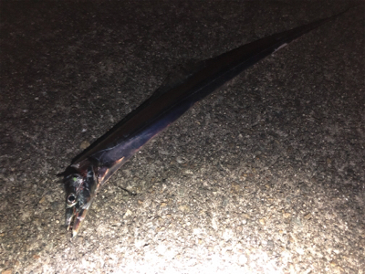 ホームのタッチー調査