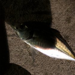 淡路島遠征アジング