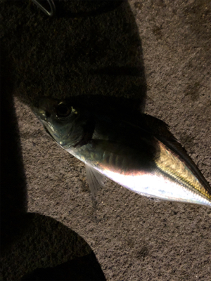 淡路島遠征アジング