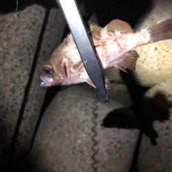 ライトゲーム‼︎