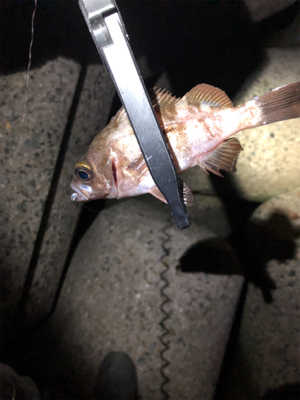 ライトゲーム‼︎