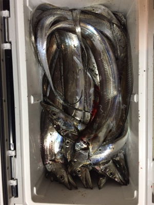 神戸港は活性高い!