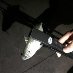 エギングのちアジング