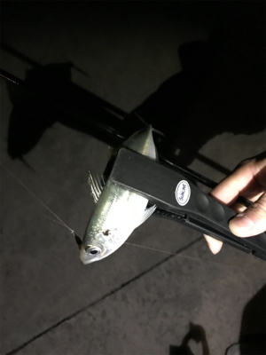 エギングのちアジング