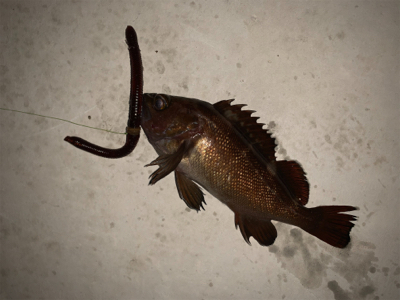 水温下がってお魚元気！