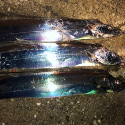 青物狙いでしたがタチウオ三昧^_^