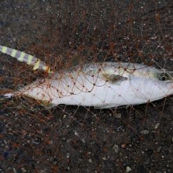 雨の中ショアジギ