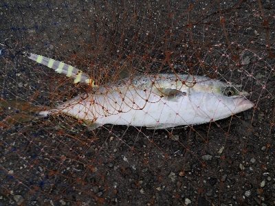 雨の中ショアジギ
