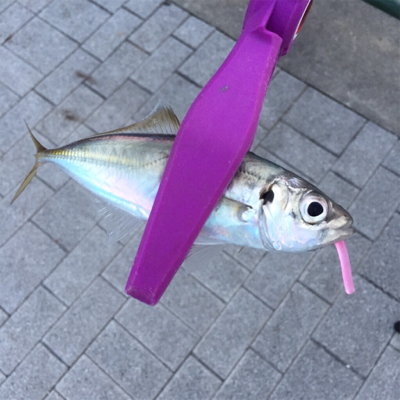 大阪湾奥アジング デイゲームで豆アジ