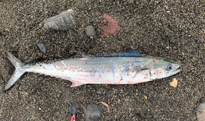 最強ルアーはやっぱり効く