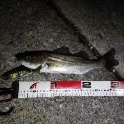 ビックベイトフィッシュ