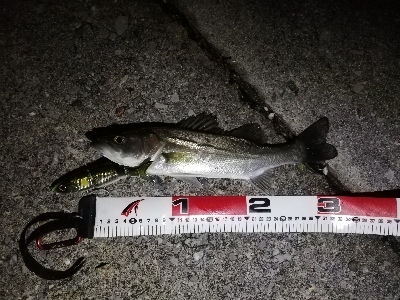 ビックベイトフィッシュ