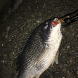 久しぶりのキビレ！