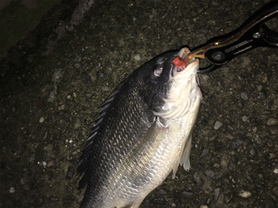 久しぶりのキビレ！