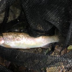 雨の後の渓流釣り　