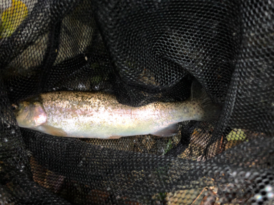 雨の後の渓流釣り　
