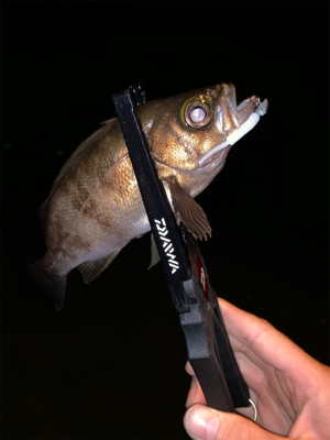 マル秘ポイントにてメバリング