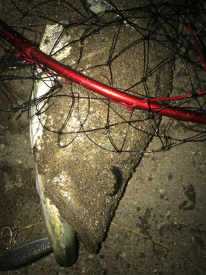 人生初ランカー？