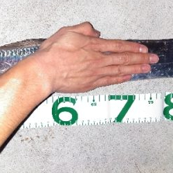 ドラゴンハンター