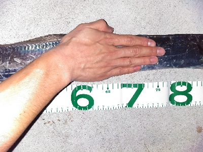 ドラゴンハンター