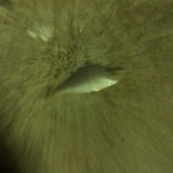 アジングも写真も練習が要ります。