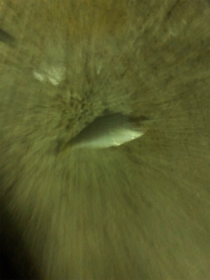 アジングも写真も練習が要ります。