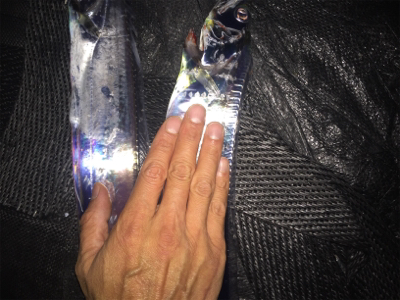 タチウオ 夕まずめ