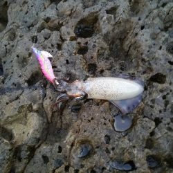 アオリイカ秋エギング