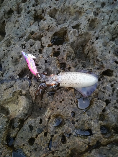 アオリイカ秋エギング